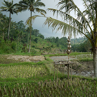 Photo de Bali - Baturiti